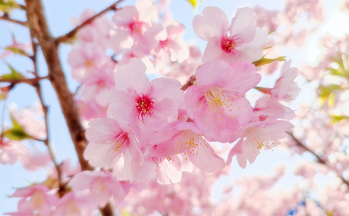 エイトリンクで花開く